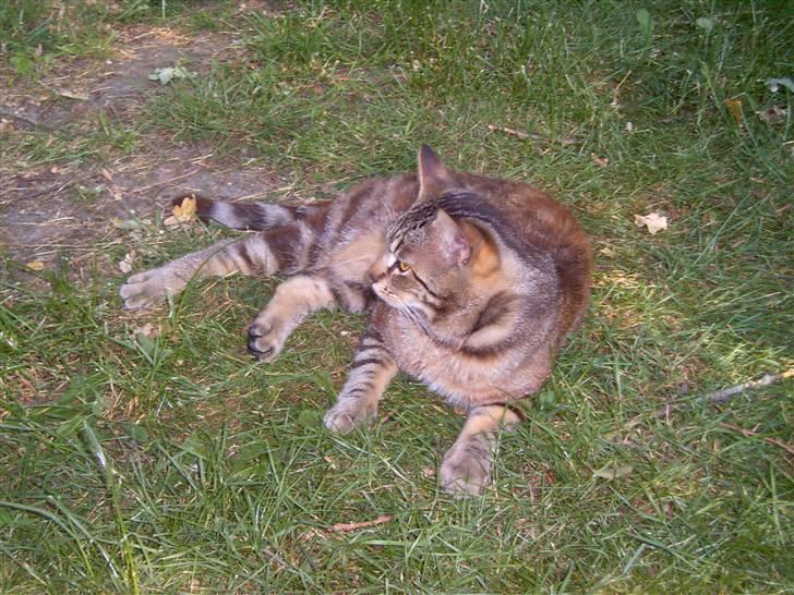 Blanding af racer Bamse billede 1