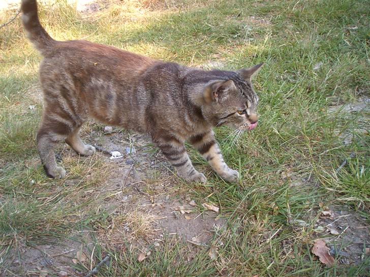 Blanding af racer Bamse billede 2