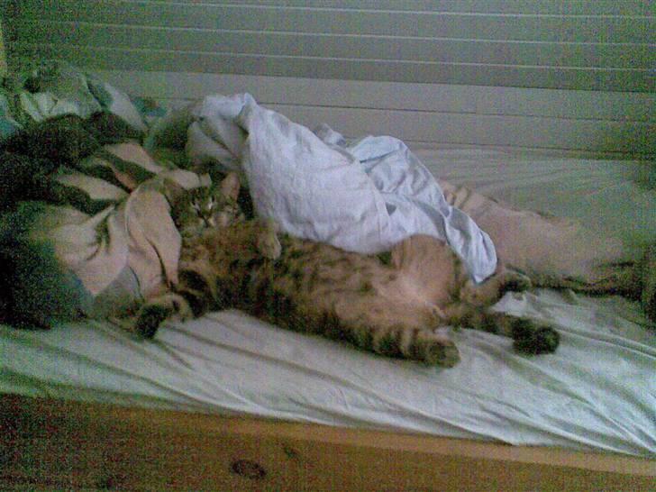 Blanding af racer Bamse billede 3