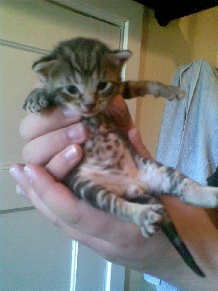 Blanding af racer Bamse - Her er jeg så lille bitte baby :) billede 4