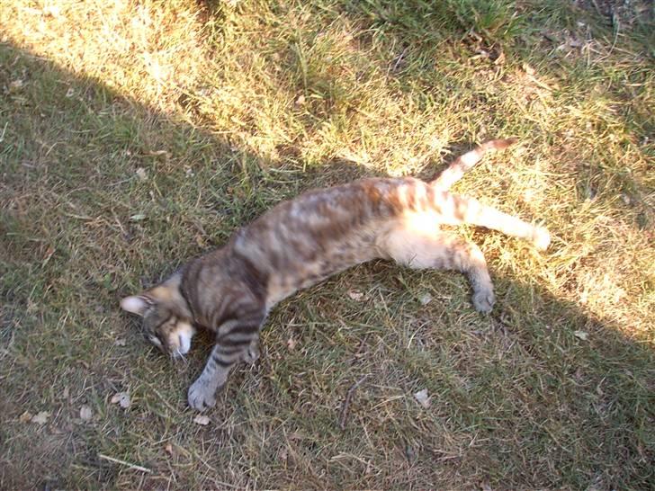 Blanding af racer Bamse billede 5