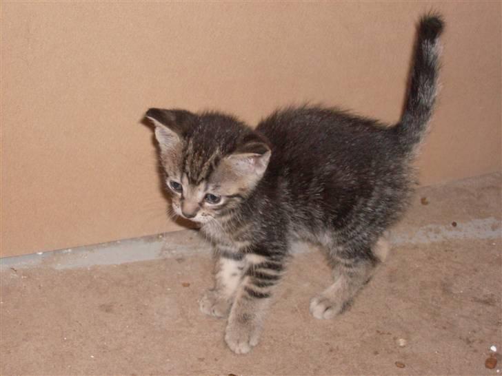 Blanding af racer Bamse - hehe... jeg ser farlig ud, eller noget :) billede 6