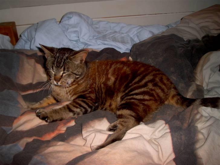 Blanding af racer Bamse billede 7