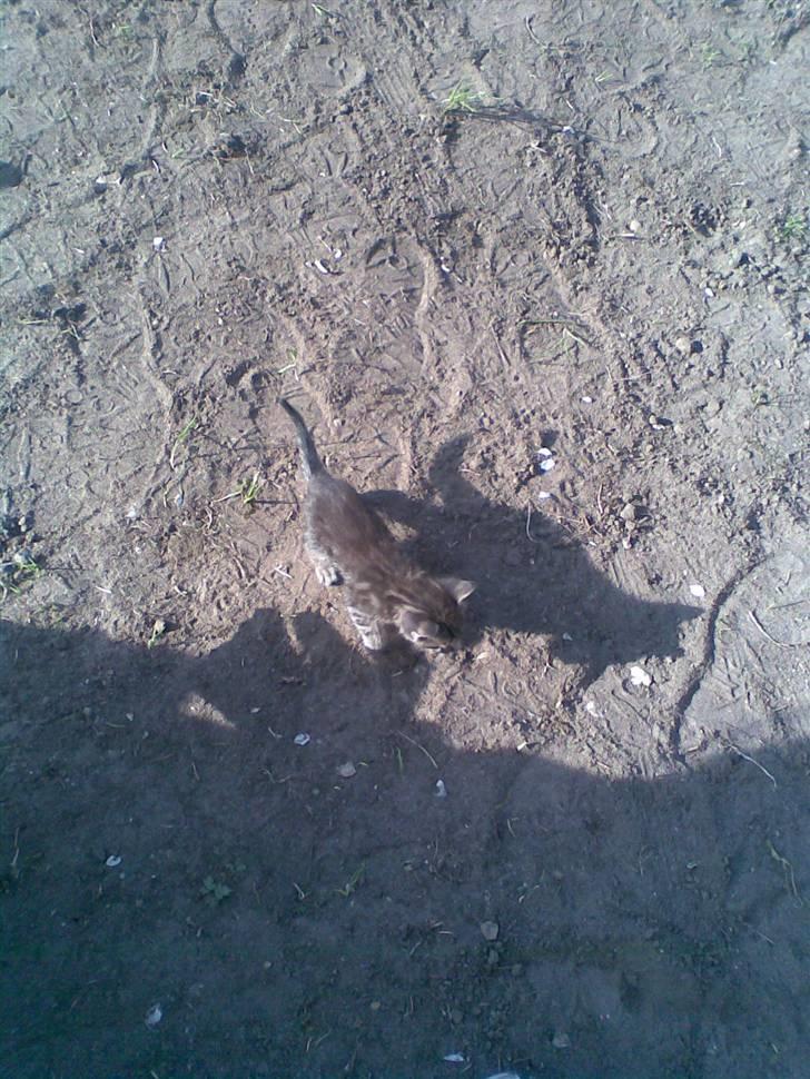 Blanding af racer Bamse - Uhha... en af de først gang udefor billede 8