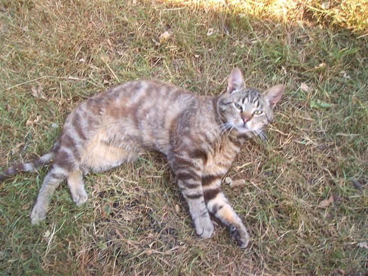 Blanding af racer Bamse billede 9