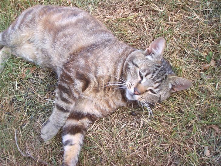 Blanding af racer Bamse billede 10