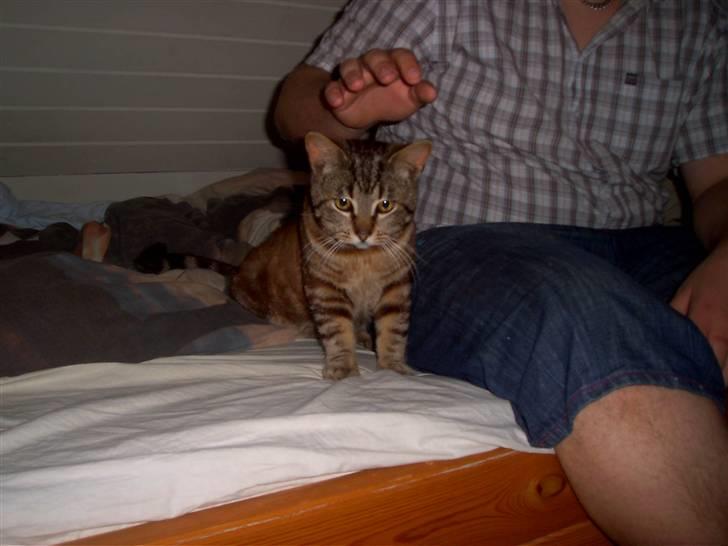 Blanding af racer Bamse billede 11