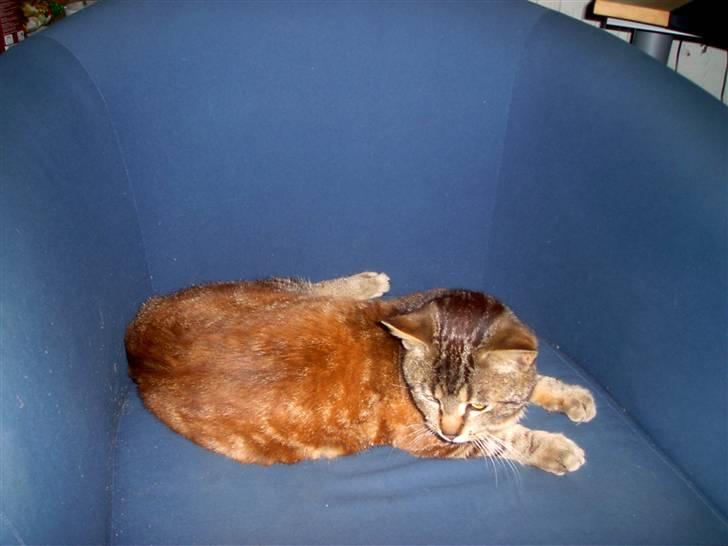 Blanding af racer Bamse billede 12