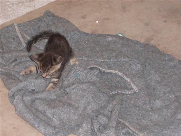 Blanding af racer Bamse - Så er jeg ude på ballade igen :) billede 13