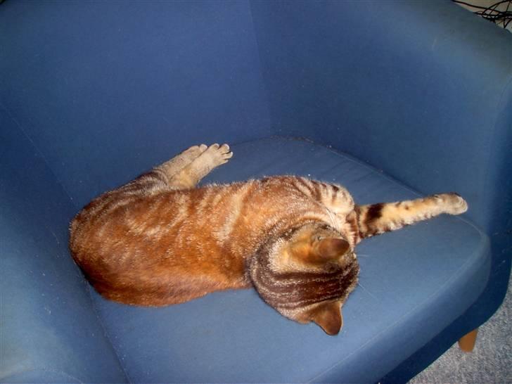 Blanding af racer Bamse billede 14