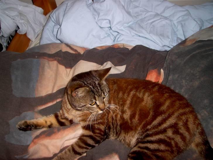 Blanding af racer Bamse billede 15