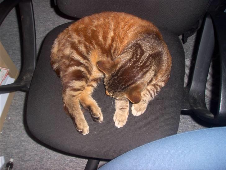 Blanding af racer Bamse billede 16