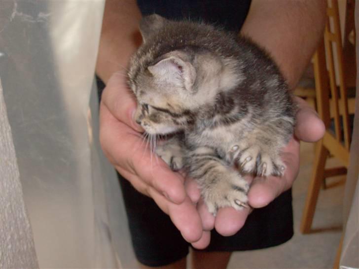 Blanding af racer Bamse - Er jeg ikke bare kær?? :) billede 17