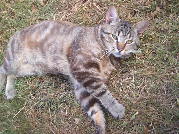 Blanding af racer Bamse billede 18