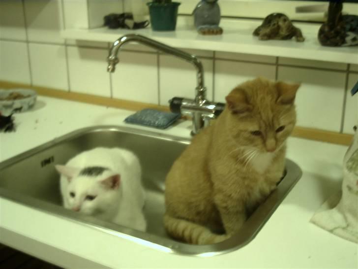 Huskat Simba - Her Sidder Simba og Lille John I vasken vi havde fået Simba dagen før :-) billede 1