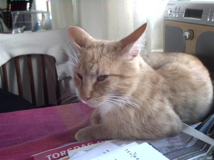 Huskat Simba billede 2