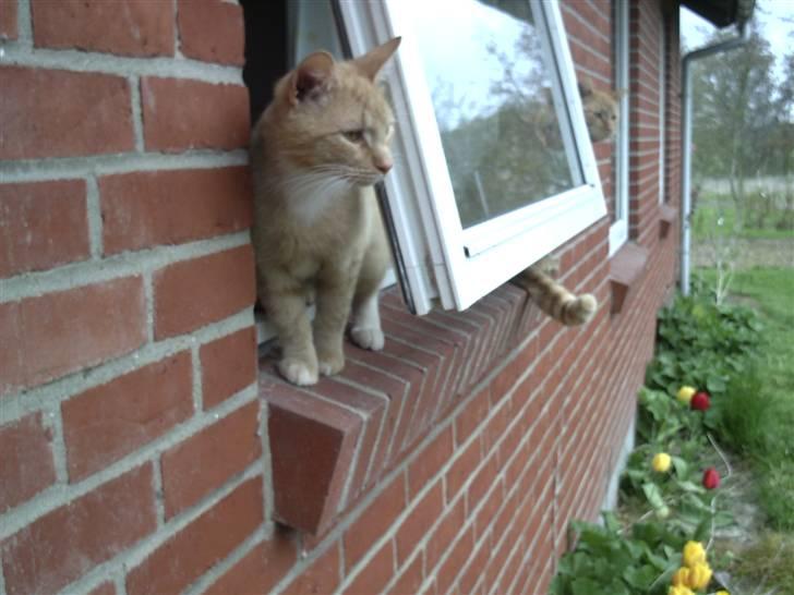 Huskat Simba - Simba elsker at sidde i køkkenvinduet her sidder Charlie i den anden side af vinduet:-) billede 3