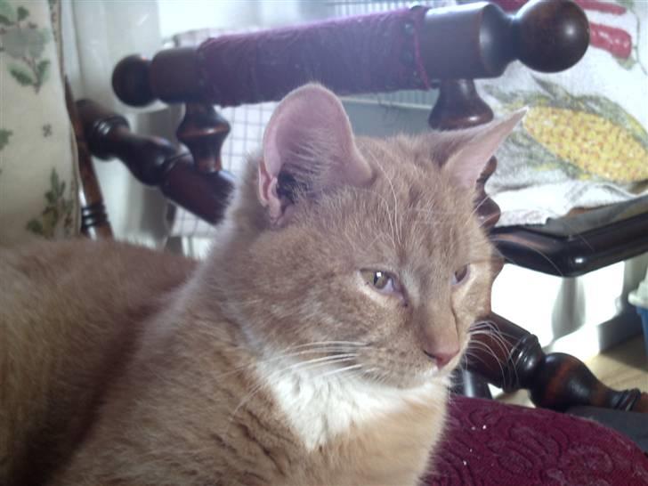 Huskat Simba billede 4