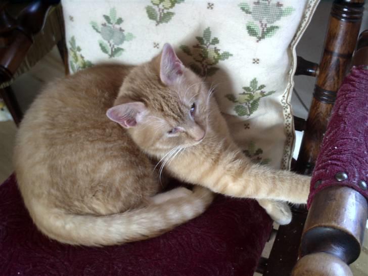 Huskat Simba billede 5