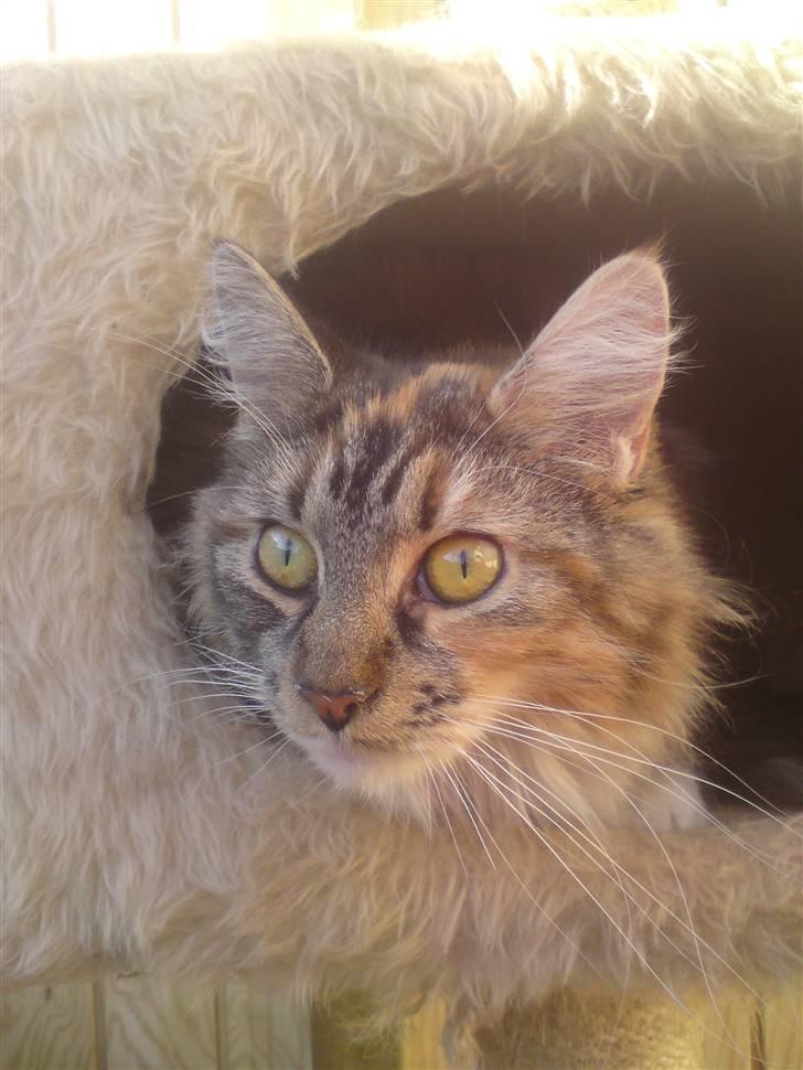 Maine Coon Katara ** Solgt ** - Smukke Katara , ligger inde i sin hule og kigger ud (: billede 1