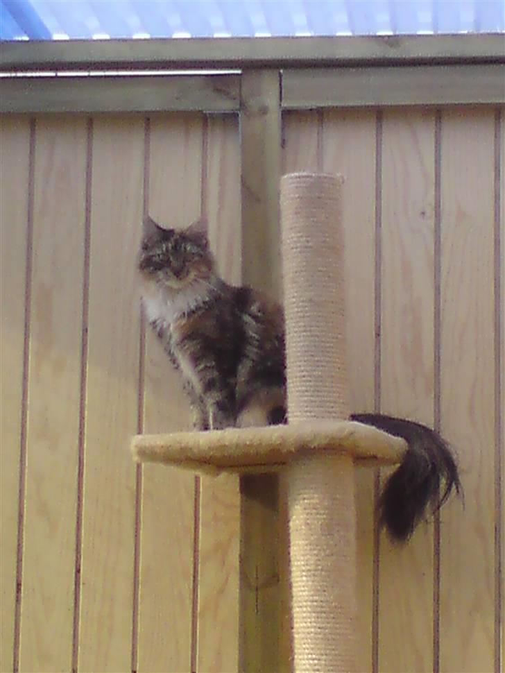 Maine Coon Katara ** Solgt ** - Uh nu jeg højt til vejrs og kan se ud i haven .. billede 2