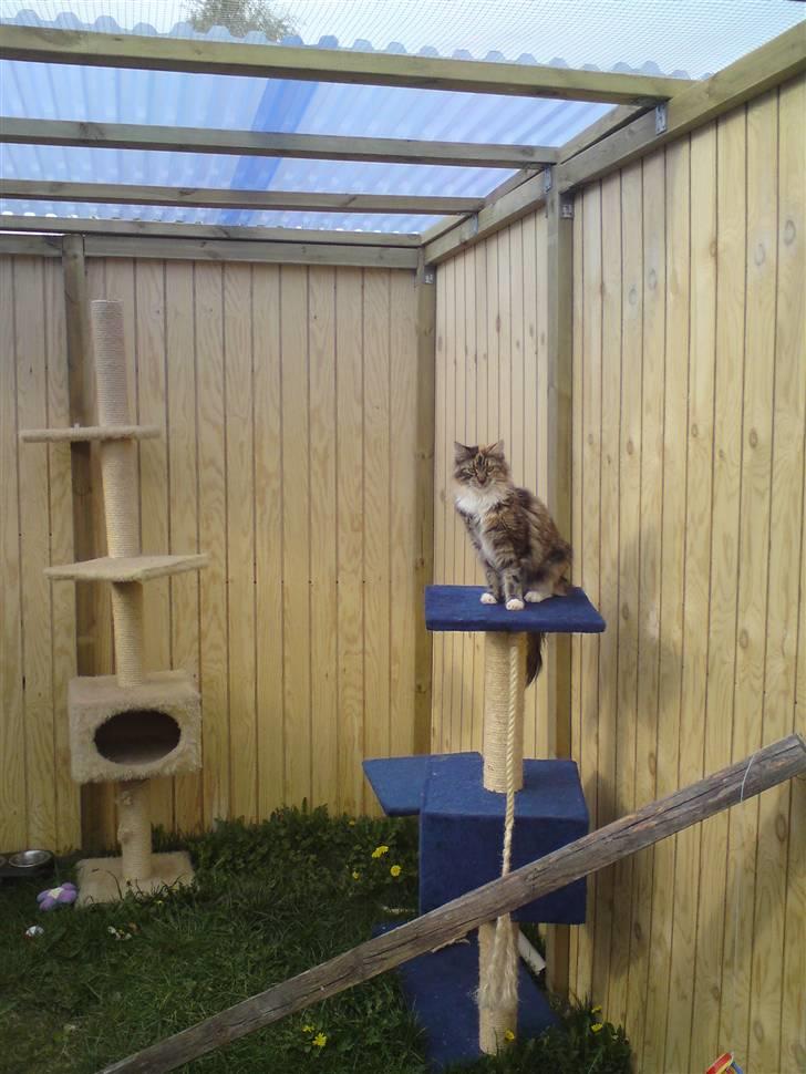 Maine Coon Katara ** Solgt ** - Sidder bar og kigger, mor er fremme med kameraet igen.. billede 3