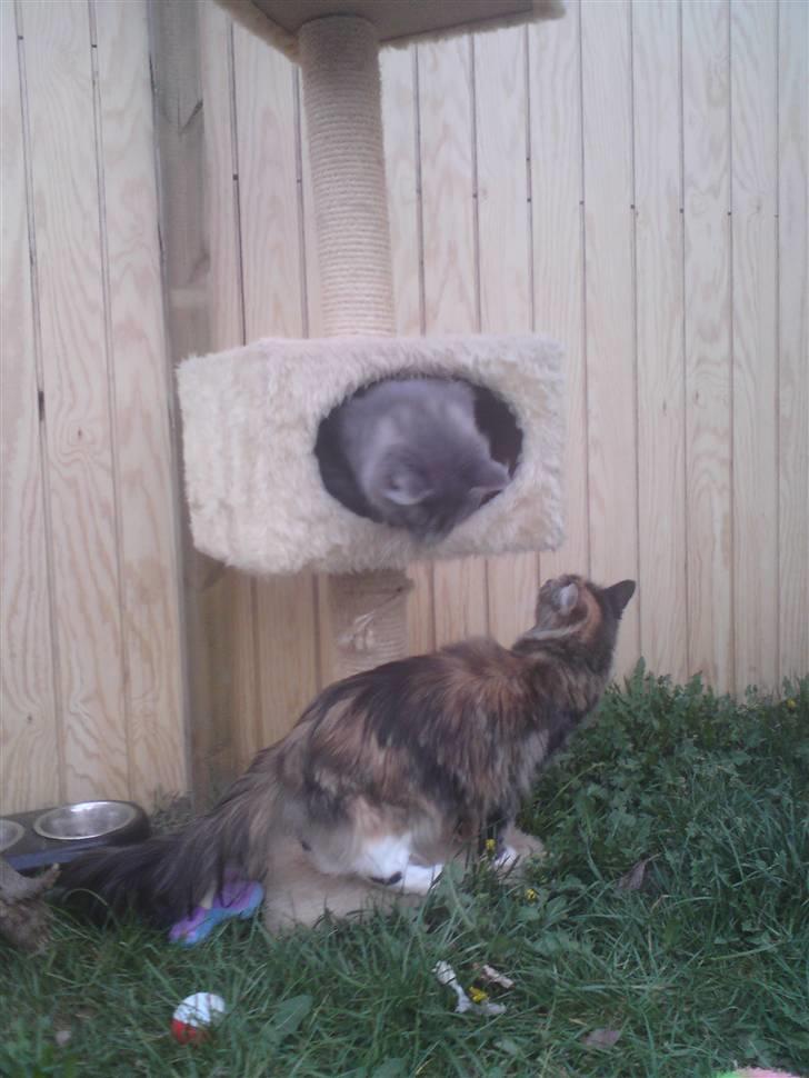 Maine Coon Katara ** Solgt ** - Hov er det dig Kodi? billede 4