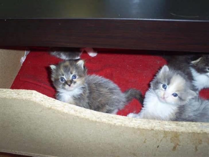 Maine Coon Katara ** Solgt ** - Katara som en bette killing (: (billed fra gl. ejer) billede 5