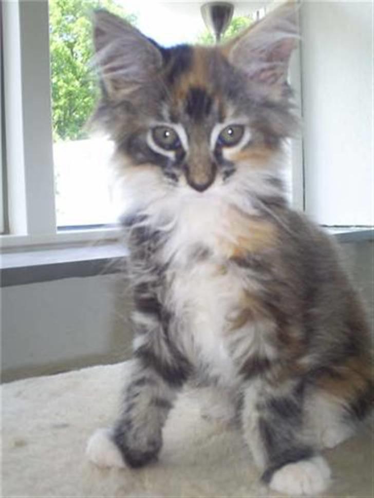 Maine Coon Katara ** Solgt ** - Katara vokser godt ..(billed fra gl. ejer) billede 6
