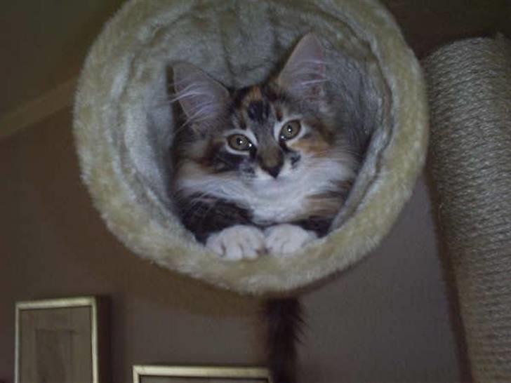 Maine Coon Katara ** Solgt ** - Uh det dejligt a putte her.. (billed fra gl. ejer) billede 7