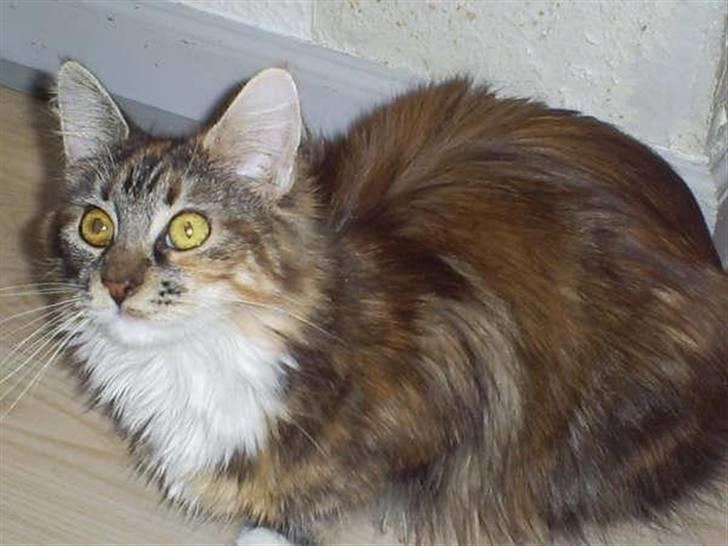 Maine Coon Katara ** Solgt ** - Se mig , er jeg ik fin? (billed fra gl. ejer) billede 8