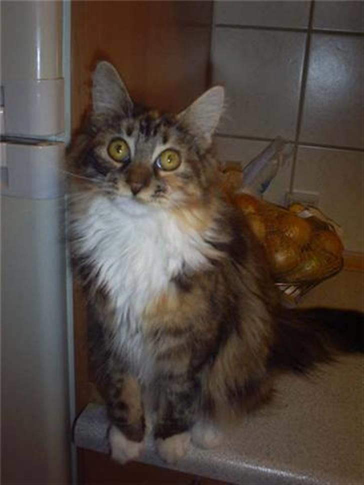 Maine Coon Katara ** Solgt ** - Katara <3 billede 9