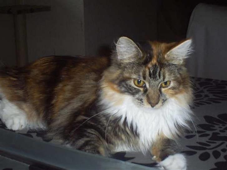 Maine Coon Katara ** Solgt ** - Katara  <3 billede 10