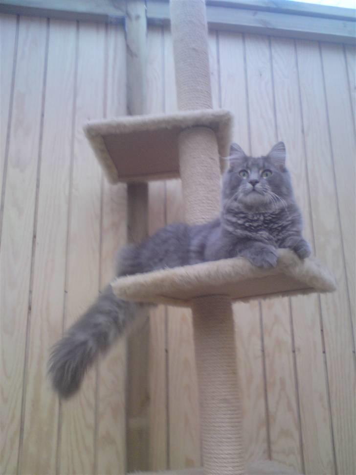 Maine Coon Kodi **Solgt** - Min smukke Kodi , ligger og slapper a ude i løbegården(: billede 11