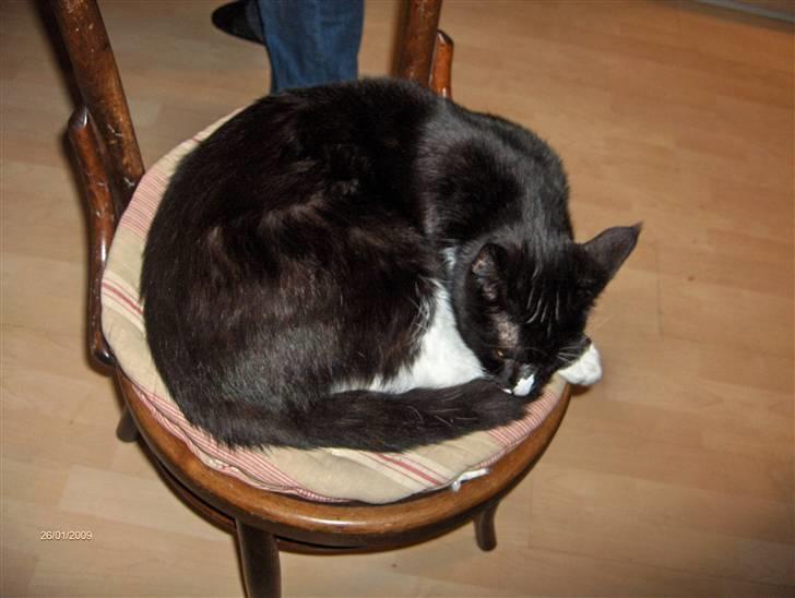 Blanding af racer Maine Coon mix *Burgermis - Han elsker at putte på køkkenstolen billede 7