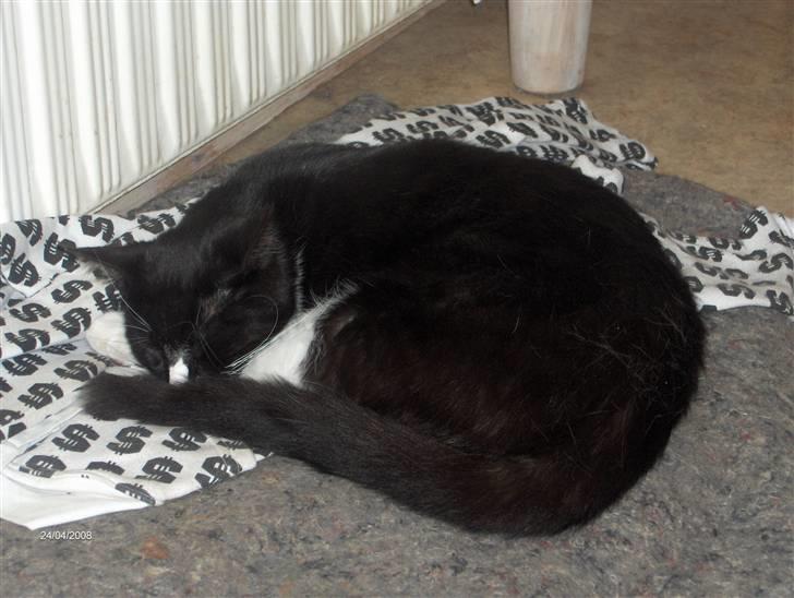 Blanding af racer Maine Coon mix *Burgermis - Og på gulvet billede 8