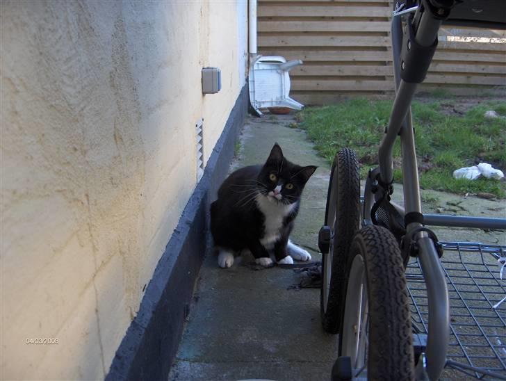 Blanding af racer Maine Coon mix *Burgermis billede 9