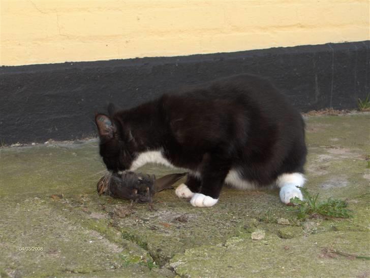 Blanding af racer Maine Coon mix *Burgermis - Vi behøver slet ik "Barfe" Burger. Det klarer han helt selv! En af hans mange fugle billede 10