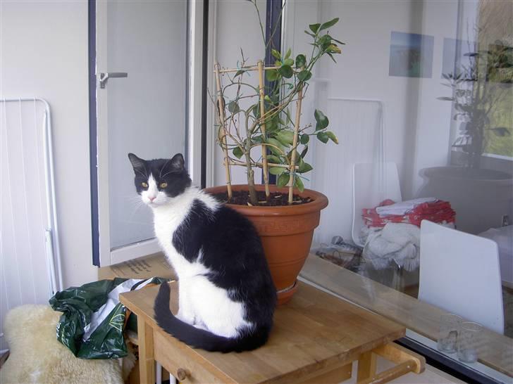 Huskat Albert billede 11