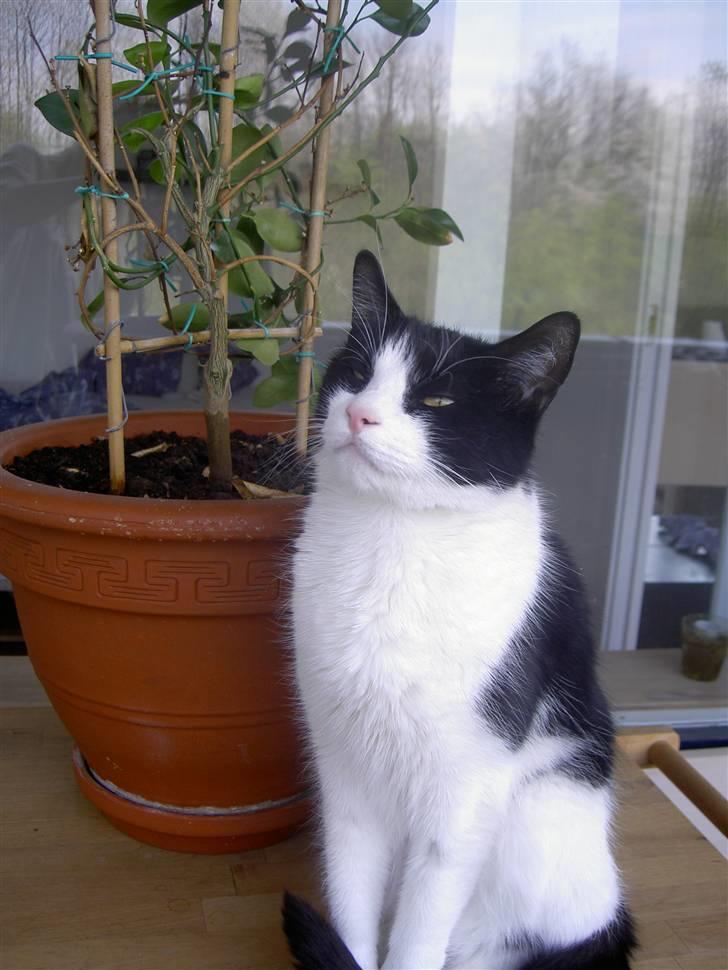 Huskat Albert billede 13