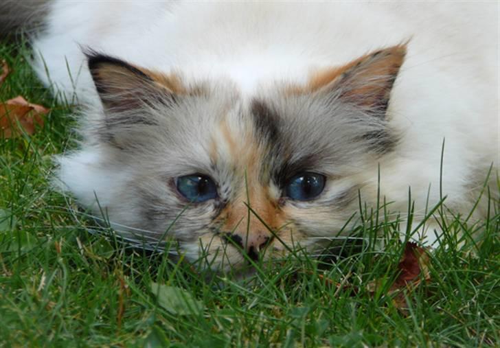 Hellig Birma Ida billede 16