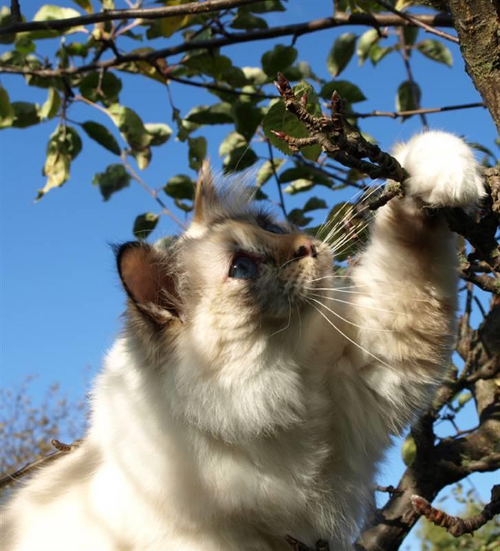 Hellig Birma Ida billede 17