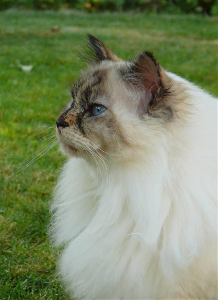 Hellig Birma Isabel billede 12