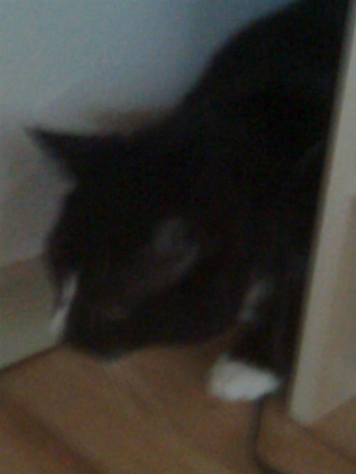 Huskat Gizmo - titte bøh billede 12