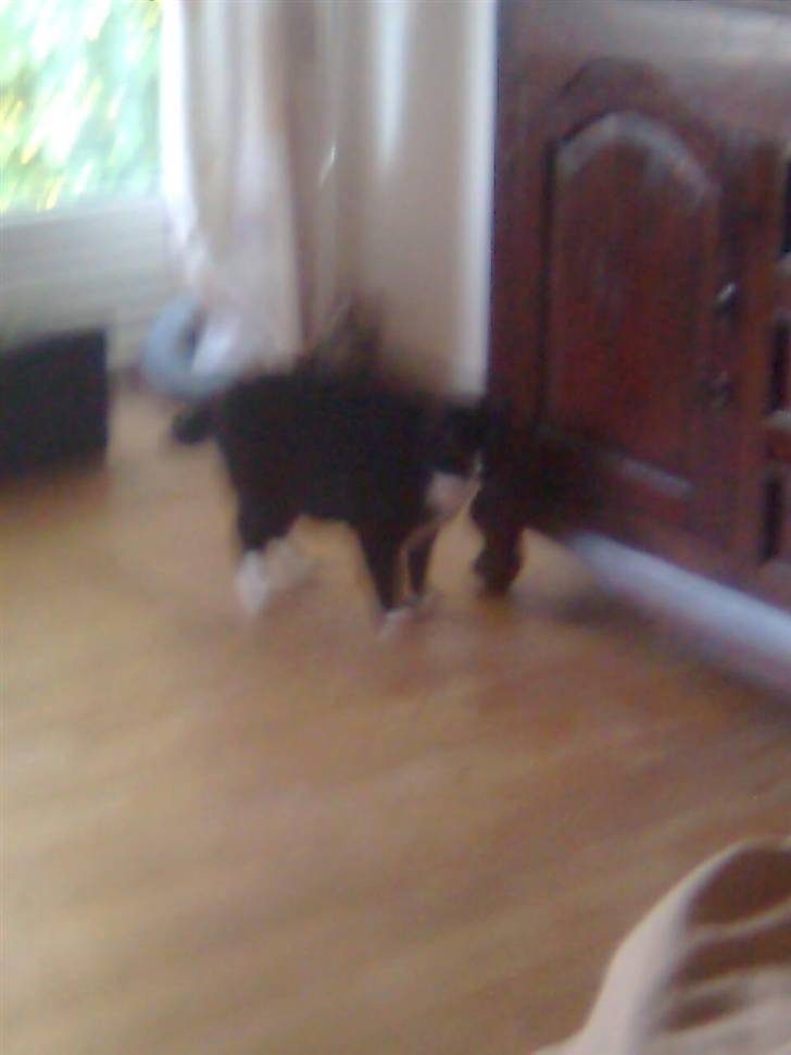 Huskat Gizmo - bange for pigen billede 13