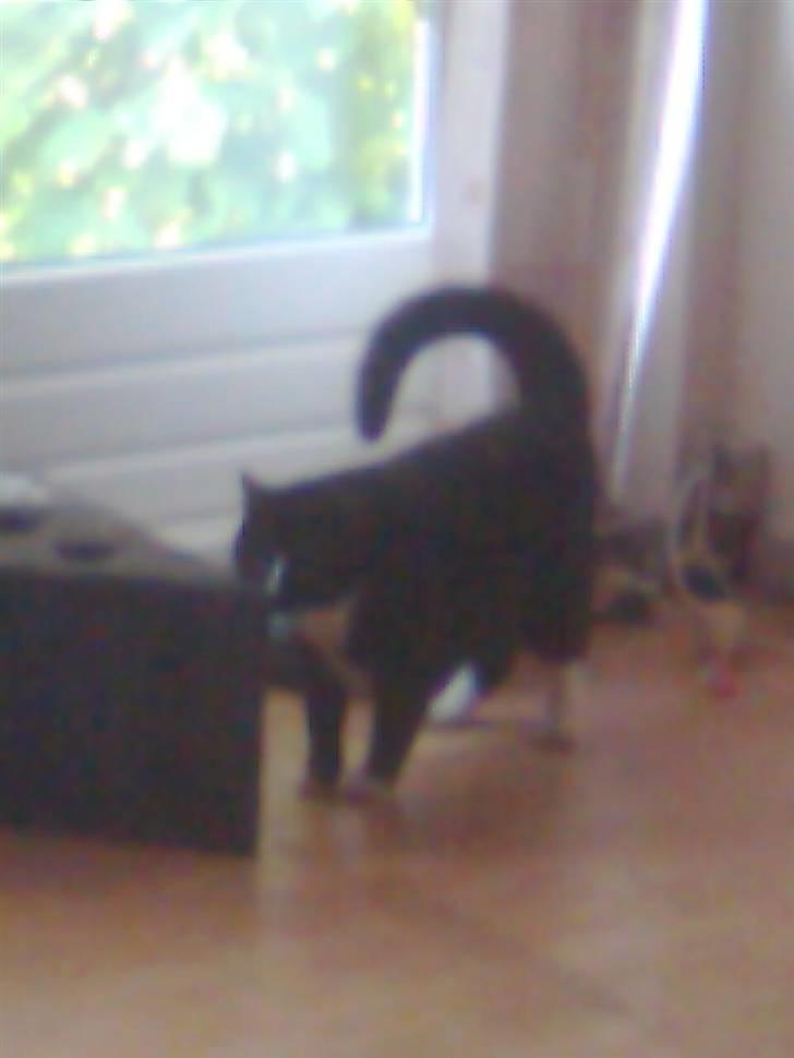 Huskat Gizmo - bange for fie :( billede 14