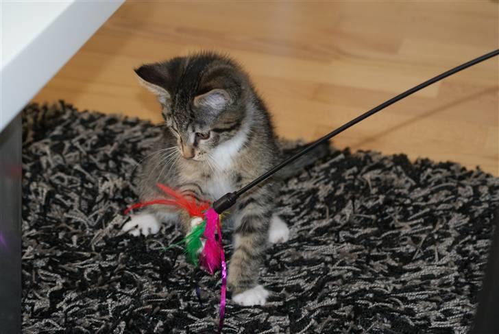 Blanding af racer Joey billede 6