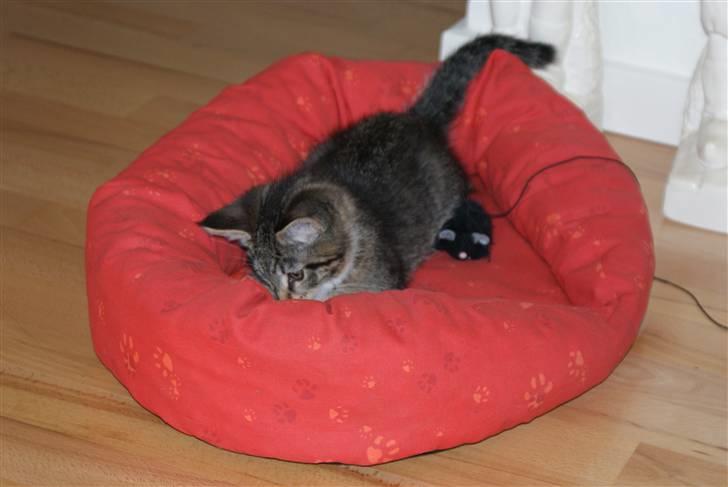 Blanding af racer Joey billede 7