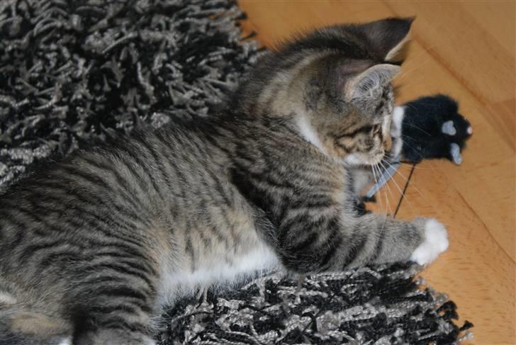 Blanding af racer Joey billede 8