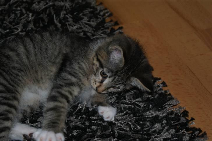 Blanding af racer Joey billede 9